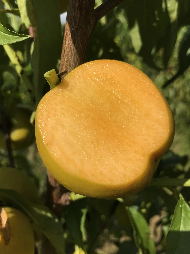 Honig-Nektarine `Bellarina´ Prunus Nucipersica `Bellarina´ 4 Honig-Nektarine `Bellarina´ Prunus Nucipersica `Bellarina´ – Bild 2