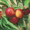 Zwergnektarine `Rubis® Necta ZeeⓈ´ Prunus Nucipersica -Pflanzenhof nektarine necta zee rubis fruechte
