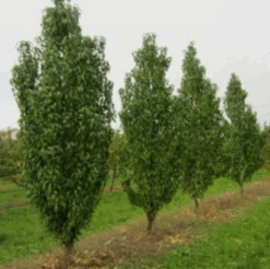 Säulen-Pfirsich `Ellora´ Prunus Persica `Ellora´ 8 Säulen-Pfirsich `Ellora´ Prunus Persica `Ellora´ -Pflanzenhof pfirsich ellora baeume