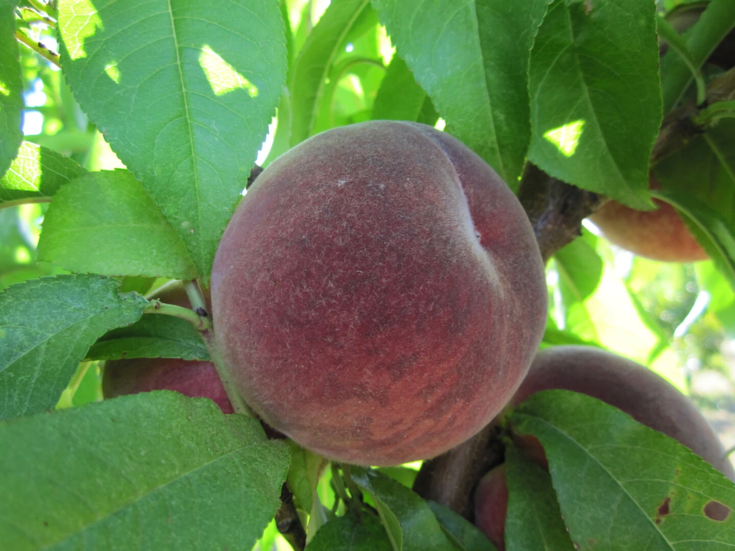 Säulen-Pfirsich `Ellora´ Prunus Persica `Ellora´ 4 Säulen-Pfirsich `Ellora´ Prunus Persica `Ellora´ – Bild 2