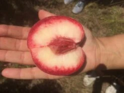 Säulen-Pfirsich `Ellora´ Prunus Persica `Ellora´ 9 Säulen-Pfirsich `Ellora´ Prunus Persica `Ellora´ -Pflanzenhof pfirsich ellora frucht1