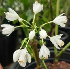 Rispen-Pimpernuss Staphylea Pinnata 9 Rispen-Pimpernuss Staphylea Pinnata -Pflanzenhof pimpernuss2