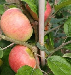 Prinz Albrecht Von Preußen Malus Domestica -Pflanzenhof prinz albrecht 1