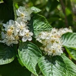 Erlenblättrige Eberesche `Red Bird´ Sorbus Alnifolia `Red Bird´ 8 Erlenblättrige Eberesche `Red Bird´ Sorbus Alnifolia `Red Bird´ -Pflanzenhof red bird 2
