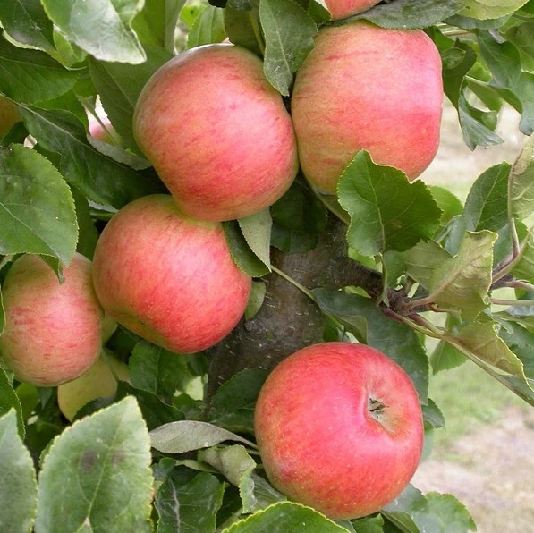 Säulenapfel Rhapsodie Ⓢ Malus Domestica