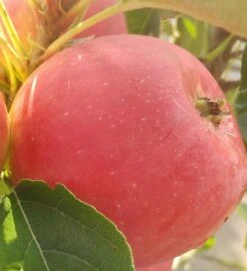 Bestseller -Pflanzenhof rotfleischiger s ulenapfel41