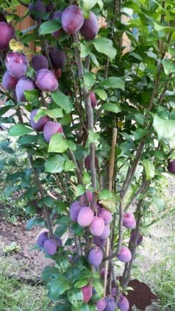 Rote Säulen-Mirabelle `Ruby´ Wurzelnackt Prunus Domestica Subsp. Syriaca `Ruby´ -Pflanzenhof ruby2a0Cx9InYDY0Pl