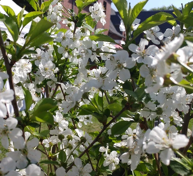 Morina ® Prunus Cerasus `Morina´ 4 Morina ® Prunus Cerasus `Morina´ – Bild 2