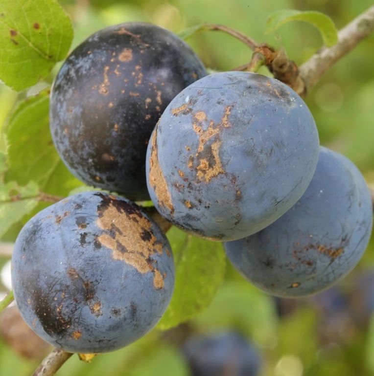 Haferschlehe Prunus Domestica Susp. Insititia 3 Haferschlehe Prunus Domestica Susp. Insititia