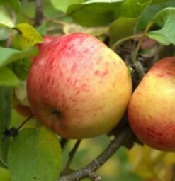 Bestseller -Pflanzenhof topaz 1