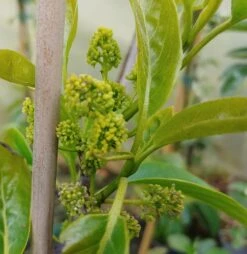 Schwarzer Tupelobaum Nyssa Sylvatica 9 Schwarzer Tupelobaum Nyssa Sylvatica -Pflanzenhof tupelobaum bl te