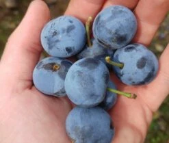 Zibarte Voraussichtlich Ab Juni/Juli Wieder Verfügbar 8 Zibarte Voraussichtlich Ab Juni/Juli Wieder Verfügbar -Pflanzenhof zibarte 22