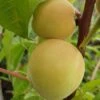 Honigpfirsich `Honeysun®´ Prunus Persica `Honeysun´ 1 Honigpfirsich `Honeysun®´ Prunus Persica `Honeysun´ -Pflanzenhof zierpfirsich fruchtXZbYapVdmRotk