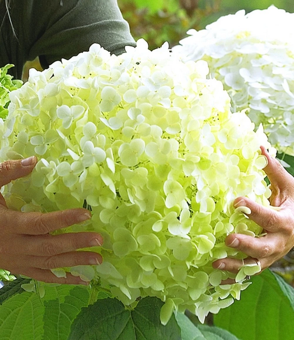 Garten-Hortensie `Incrediball®´ Hydrangea Arborescens 3 Garten-Hortensie `Incrediball®´ Hydrangea Arborescens