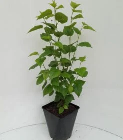 Kompakt Wachsende Maulbeere `Mulle´ Morus Acidosa `Mulle´ -Pflanzenhof zwer maulbeere morus mulle