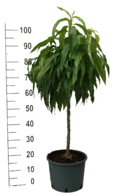 Zwergpfirsich `Bonanza´ Prunus Persica 9 Zwergpfirsich `Bonanza´ Prunus Persica -Pflanzenhof zwergpfirsich weiss