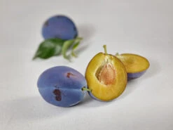 Haganta (S) Prunus Domestica `Haganta´ 13 Haganta (S) Prunus Domestica `Haganta´ -Pflanzenhof zwetschge haganta g