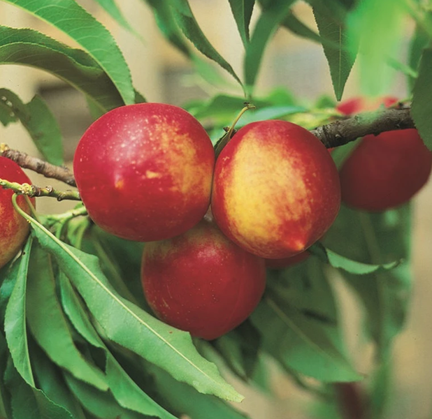 Pflanzenhof -Pflanzenhof 35ce2ef5aa89db3dcc2708d79a8200f9