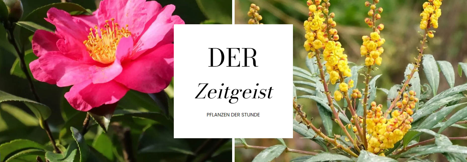 Pflanzenhof -Pflanzenhof DGDGF