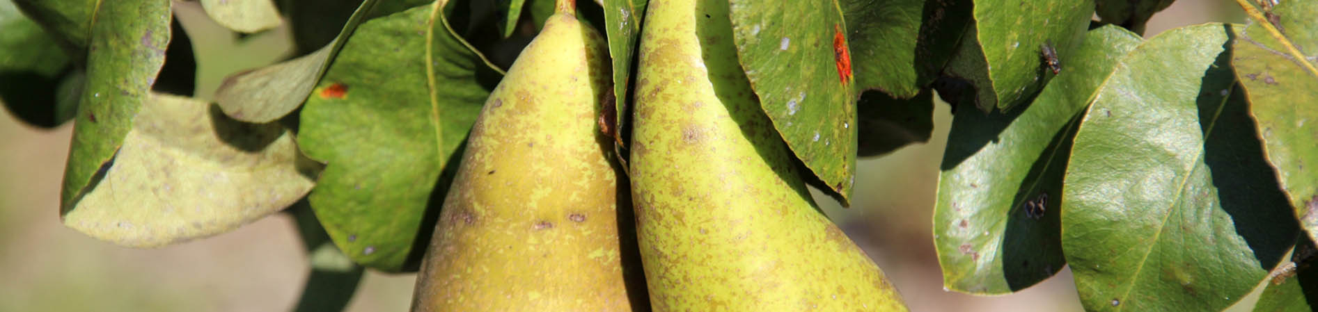 Pflanzenhof -Pflanzenhof FGHFGH